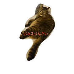 [LINEスタンプ] マイペースな猫の恋(れん)くん