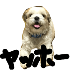 [LINEスタンプ] 愛犬めるまー
