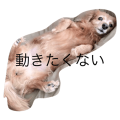 [LINEスタンプ] dog kitty