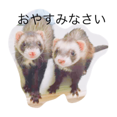 [LINEスタンプ] せっふゅ