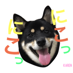 [LINEスタンプ] しば犬。ももかれそらさん。