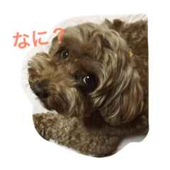 [LINEスタンプ] りぶちゃん