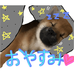 [LINEスタンプ] shibadog Maro 