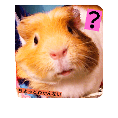 [LINEスタンプ] もちたさん