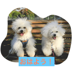 [LINEスタンプ] Bolognese dog Rena and Reno 2