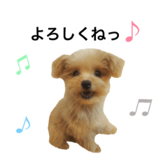 [LINEスタンプ] 麦太#ポメプー 2