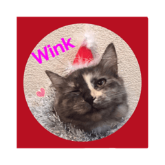 [LINEスタンプ] ショコラ 可愛い猫 ネコ クリスマスの画像（メイン）