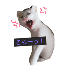 [LINEスタンプ] しろねこ のあちゃん