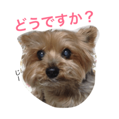 [LINEスタンプ] ヨークシャーテリアのアミちゃん4