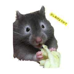 [LINEスタンプ] ハムエッグ