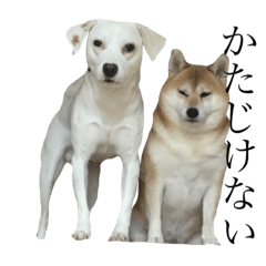 [LINEスタンプ] 柴犬と白い雑種犬-14