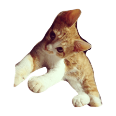 [LINEスタンプ] ねこまるすたんぷ3