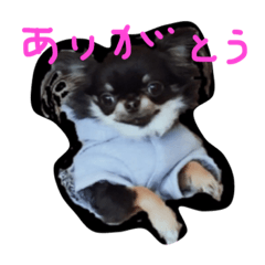 [LINEスタンプ] ちわわのぽーちゃん1