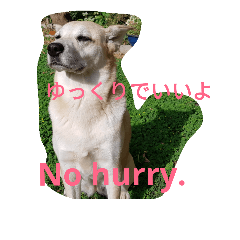 [LINEスタンプ] For dog lovers 2 English＆Japanese