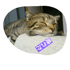 [LINEスタンプ] Naganeko stump club 2
