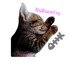 [LINEスタンプ] kanompangcapucino