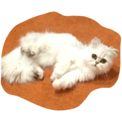[LINEスタンプ] だいじょうぶ？