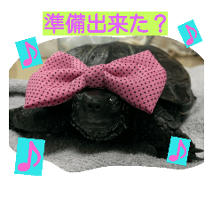 [LINEスタンプ] 亀 レオン