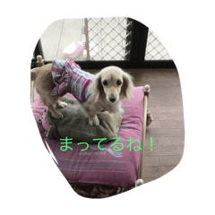 [LINEスタンプ] シェリーDAKS