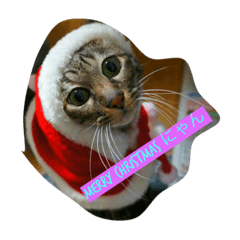 [LINEスタンプ] hoolly holiday cat