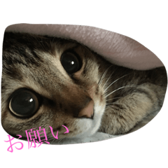 [LINEスタンプ] NARU love