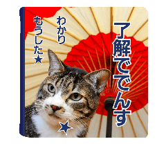 [LINEスタンプ] 猫のナナゴン(了解・有難う・お休み1)