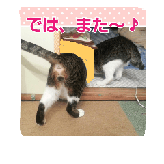 [LINEスタンプ] 猫のナナゴン 怒り・またね・励まし・労い1の画像（メイン）