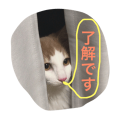 [LINEスタンプ] my pretty cats reo