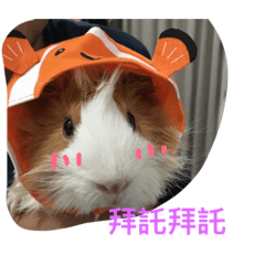 [LINEスタンプ] guinepig