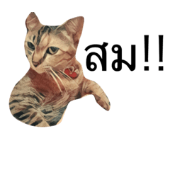 [LINEスタンプ] Cheshire~~