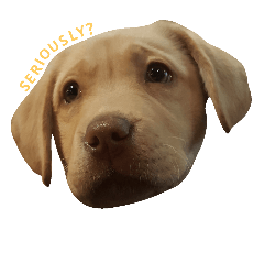 [LINEスタンプ] 「トントン」オフェルの犬。