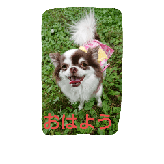 [LINEスタンプ] sarah lovedog