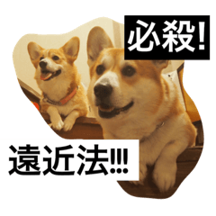 [LINEスタンプ] トランプとブルーノの日常