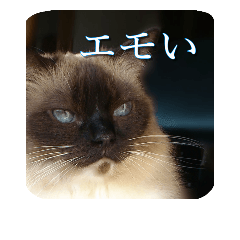 [LINEスタンプ] ruri's pic2.5