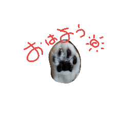 [LINEスタンプ] cat...komachi