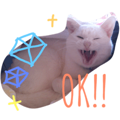 [LINEスタンプ] 白猫 テミンの日常スタンプ