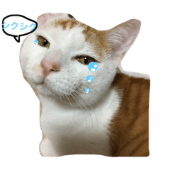 [LINEスタンプ] happy CAT...