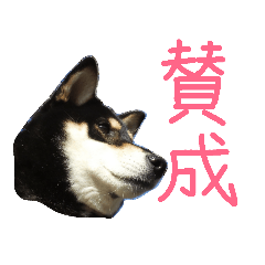 [LINEスタンプ] 黒柴もみじ 日常会話
