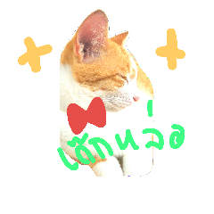 [LINEスタンプ] cat malee