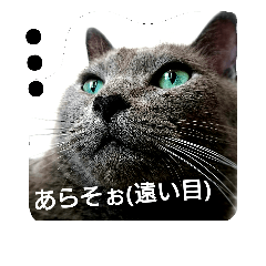 [LINEスタンプ] 銀猫スタンプ