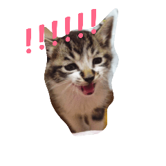 [LINEスタンプ] kirin cat