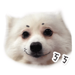 [LINEスタンプ] ふわふわのわんちゃん