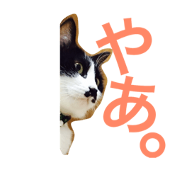[LINEスタンプ] うちのねこ@いち