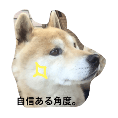 [LINEスタンプ] 柴犬まめとの暮らし