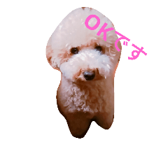 [LINEスタンプ] BUNTA is toy poodle