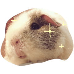 [LINEスタンプ] モルモットのちゃこちゃん