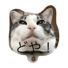 [LINEスタンプ] ネコっちゃん