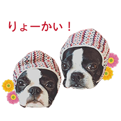 [LINEスタンプ] ボストンテリアDEほっぷっち