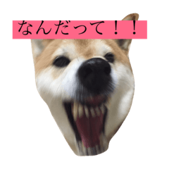 [LINEスタンプ] 偉そうに返事する犬