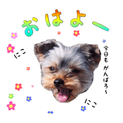 [LINEスタンプ] ヨーキーのゴマ・小鉄・小豆